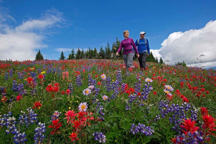 Picture 3 for Activity Kamloops: Sun Peaks Village and Alpine Scenery Tour 4