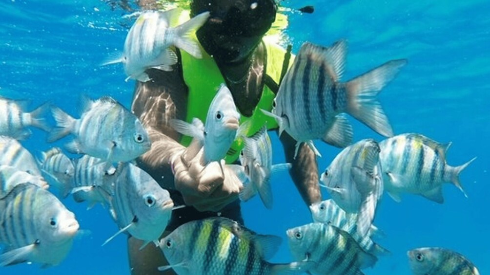 Picture 4 for Activity Private Sosua Catamaran Snorkeling Cruise & Lunch 4