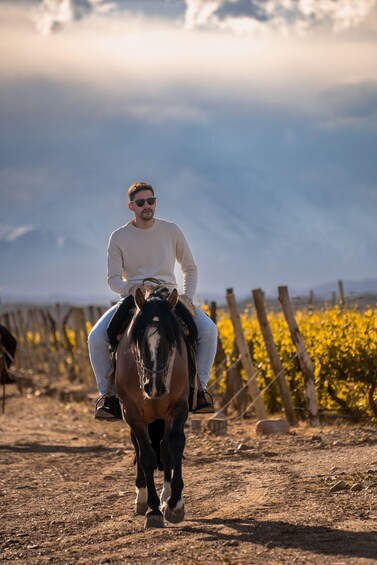 Picture 1 for Activity Alentejo: Countryside Horse Riding Through Vineyards 3