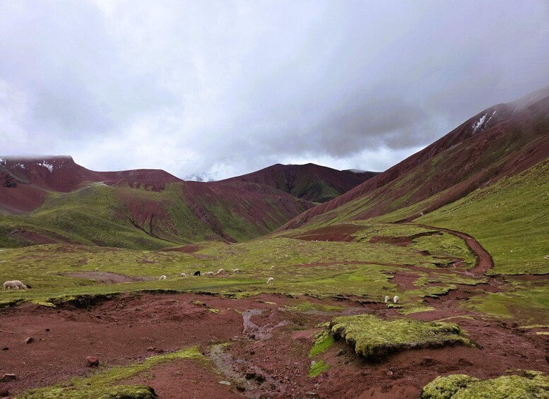 Picture 16 for Activity From Cusco: Rainbow Mountain ATV Tour with Breakfast & Lunch 5