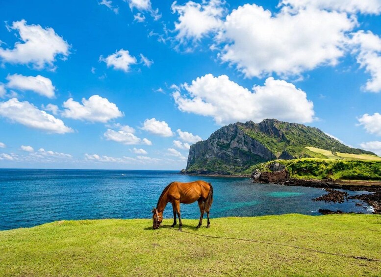 Jeju: Round-Island Grand Highlights Small Group Hotel Pickup 1