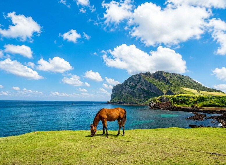 Jeju: Round-Island Grand Highlights Small Group Hotel Pickup 1