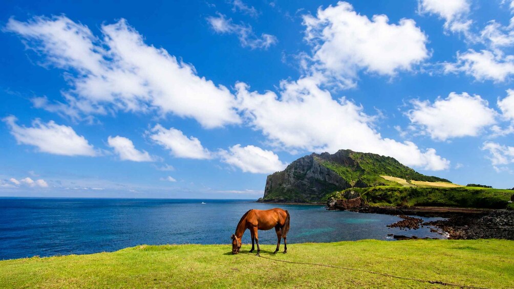 A horse grazing on grass near a body of water with a mountain in the background. 1