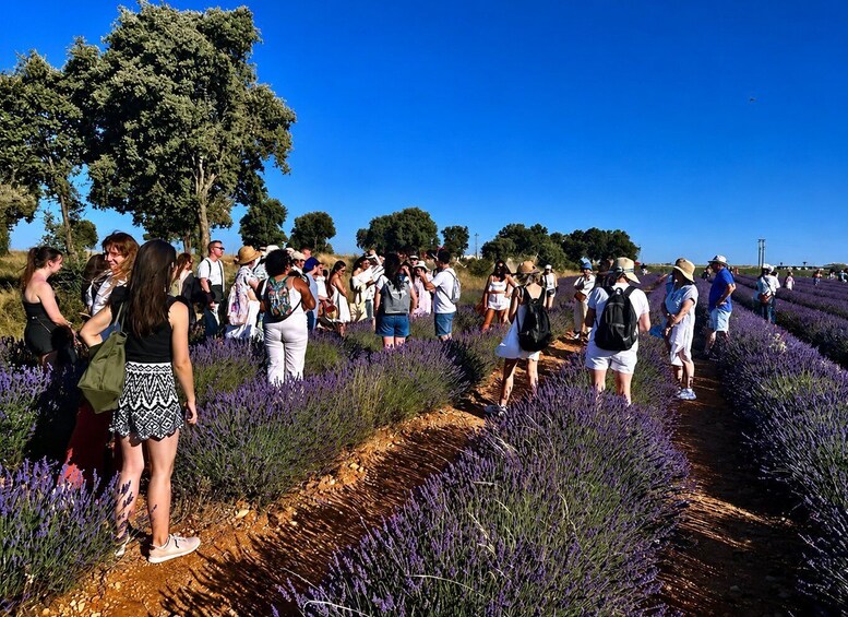 Picture 1 for Activity Excursion to Brihuega and the Lavender Fields 2