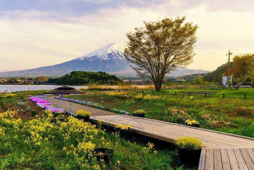 Picture 19 for Activity Mt.Fuji luxury chauffeurs, lake Kawaguchiko and hidden gems 2