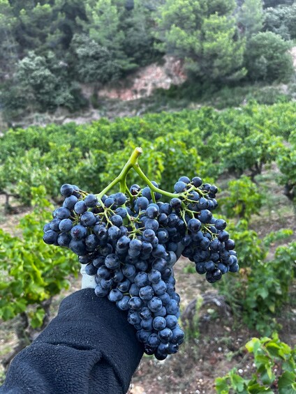 Picture 5 for Activity Gigondas: Tour of the winery and wine and chocolate pairings 1