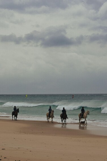 Picture 2 for Activity Waiheke Island: Beach Horseback Riding Experience 2