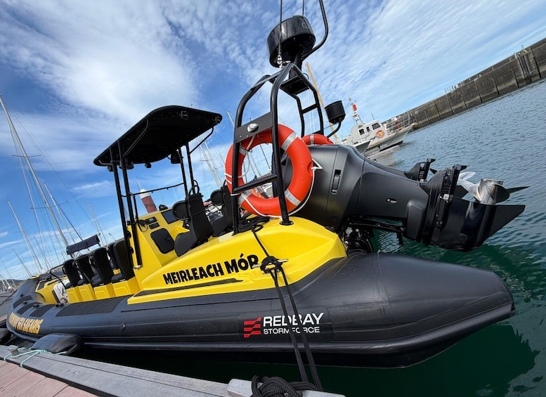 Dún Laoghaire: Guided Sea Safari to Bray Head. 1