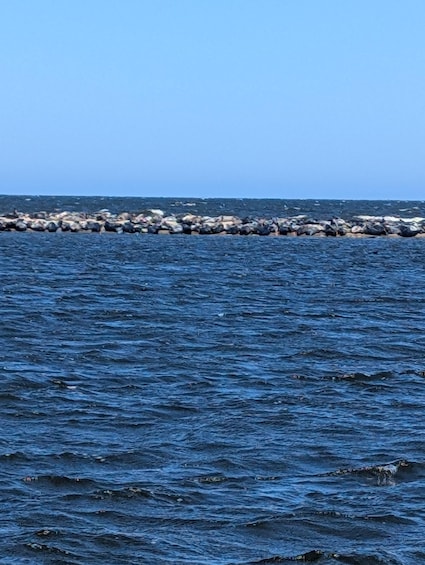 Picture 2 for Activity Gdańsk: Seal Watching Boat Tour from Sobieszewo 3