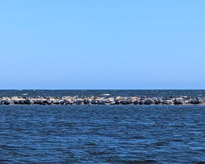 Gdańsk: Seal Watching Boat Tour from Sobieszewo 1