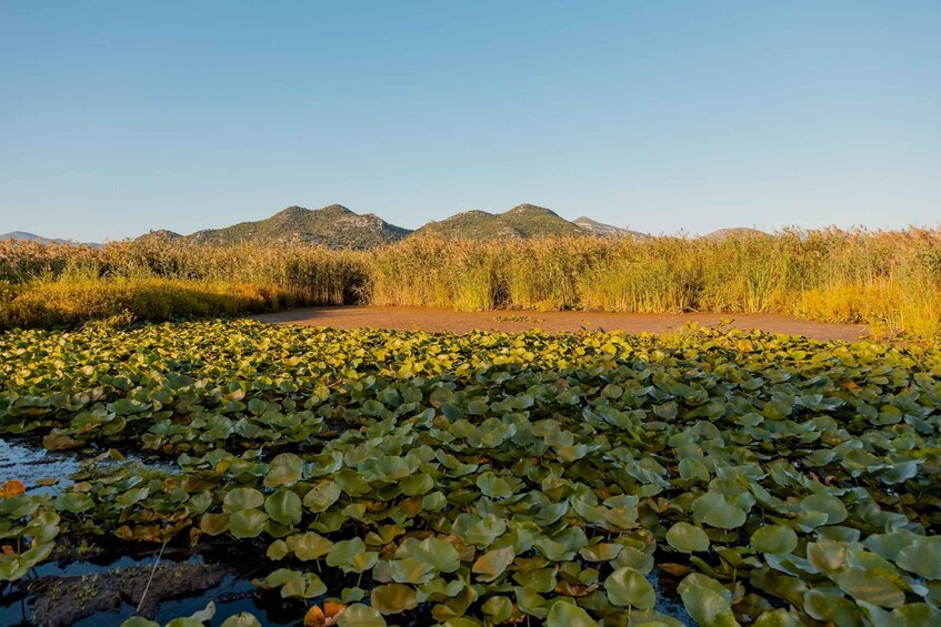 Picture 1 for Activity Intimate Skadar Lake Cruise | Small Group Experience 4