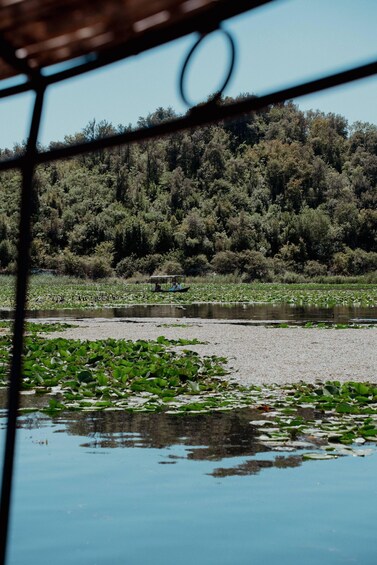 Picture 10 for Activity Intimate Skadar Lake Cruise | Small Group Experience 5