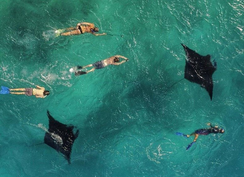 Dhangethi: Whale Shark & Manta Ray Snorkeling with Photos 1