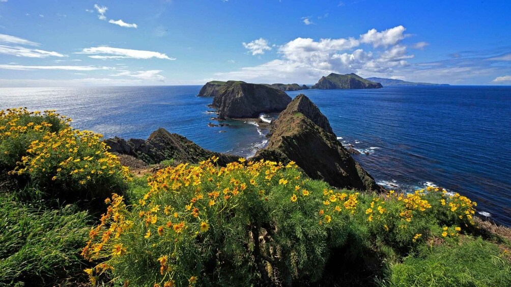 Picture 5 for Activity From Orange County: Channel Islands Private Day Tour 5