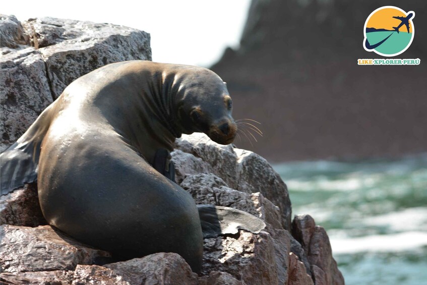 A seal resting on a rock by the ocean. 1