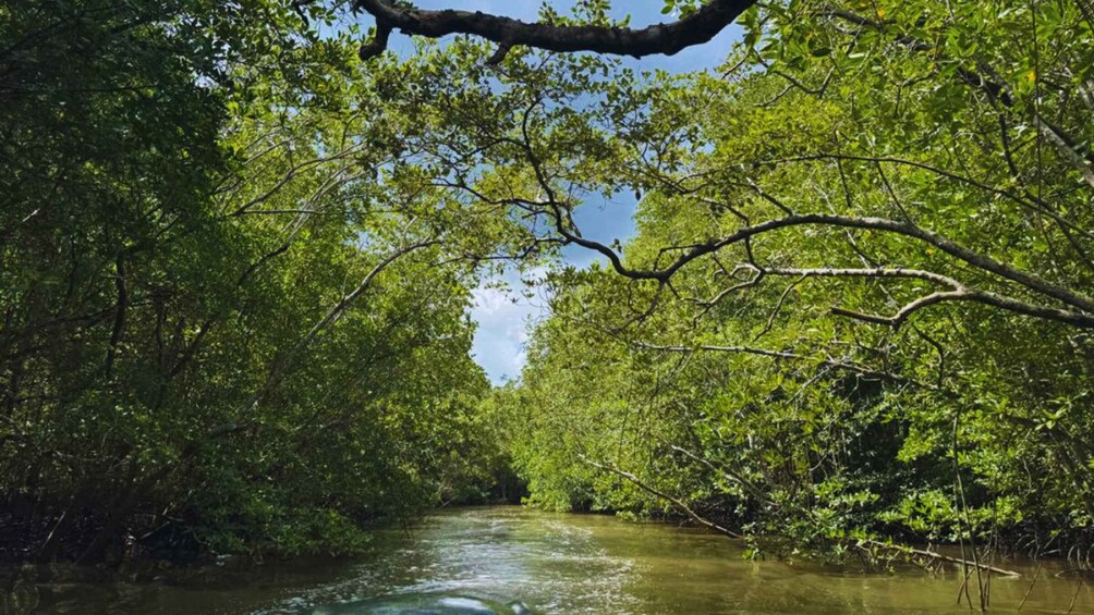 Picture 6 for Activity Langkawi: Kilim Geoforest Mangrove 2-Hour Jetski Tour 5