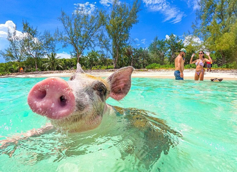 Nassau: Swimming Pigs Express – Meet & Feed the Famous Pigs 1