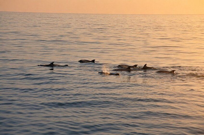 Dolphins swimming in the ocean at sunset. 4