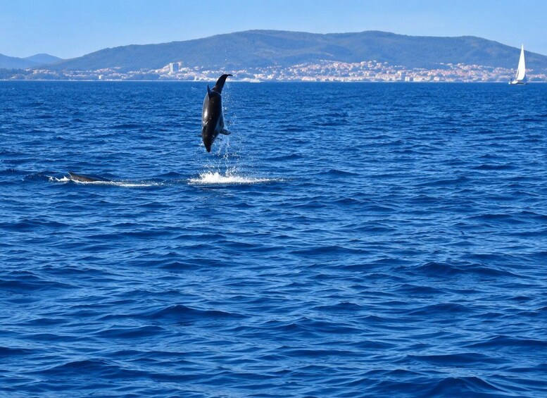 Picture 1 for Activity Vodice: Dolphin Searching Cruise & Vrgada Island 2