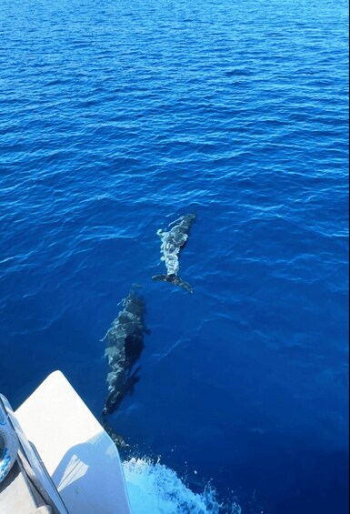 Picture 3 for Activity Vodice: Dolphin Searching Cruise & Vrgada Island 3