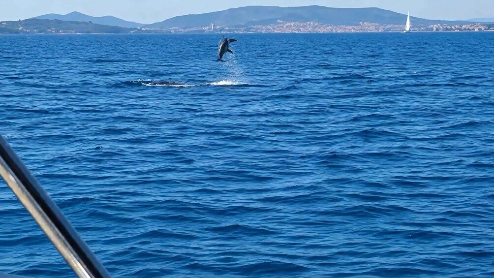 Vodice: Dolphin Searching Cruise & Vrgada Island 1