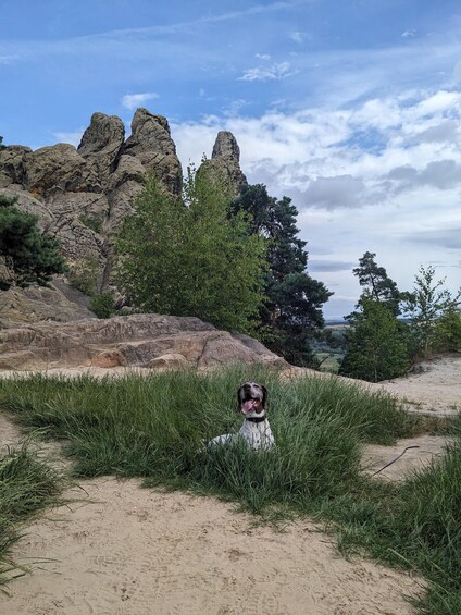 A dog in a grassy area with rocky formations and trees in the background. 3