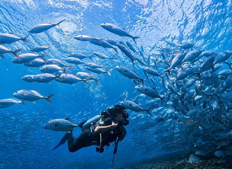 A diver surrounded by a school of fish in clear blue water. 5