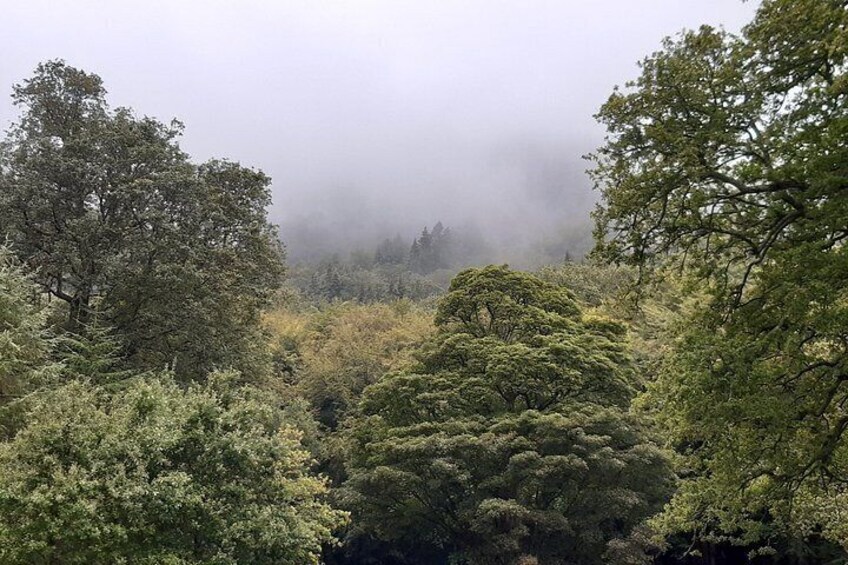 A dense forest with a variety of trees and a foggy atmosphere. 5