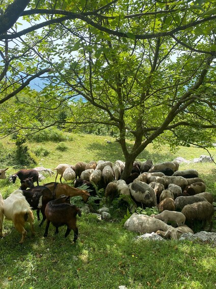 A herd of sheep grazing under a tree in a grassy field. 5