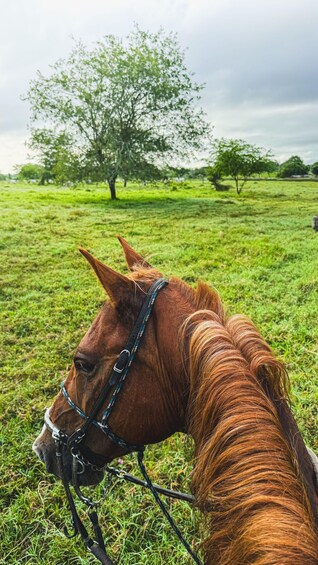 Picture 1 for Activity Palmas del Mar: Nature Trail Horseback Riding Tour 5