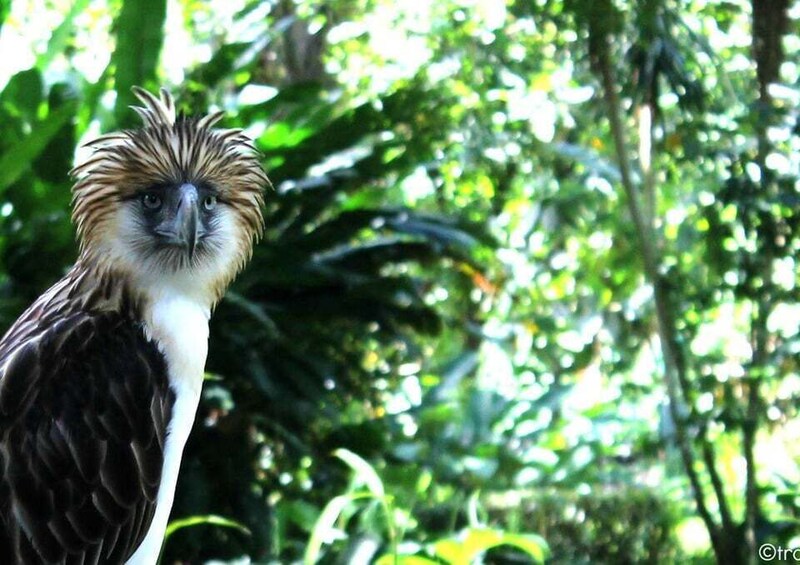 Picture 2 for Activity Davao: Philippine Eagle Center & Malagos Garden 2