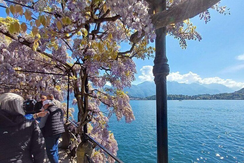 A tree with purple flowers, a lake, and mountains in the background. 5