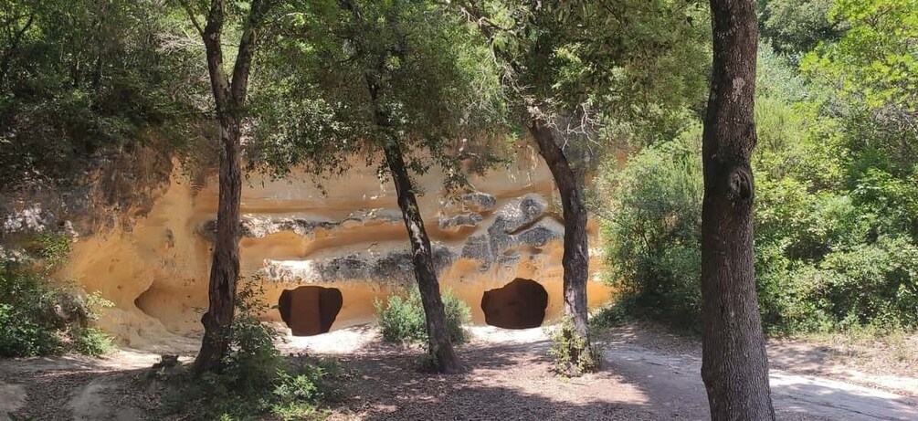 In the Bibbona woods, a walking tour with an archaeologist in a mysterious necropolis 1