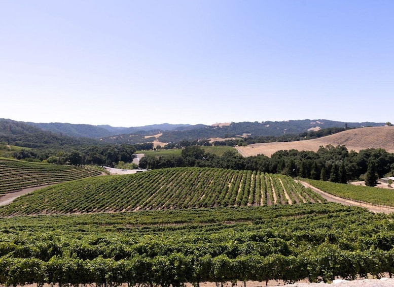 Picture 4 for Activity Paso Robles: 3 Wineries Tour with Picnic Lunch and Tasting 4