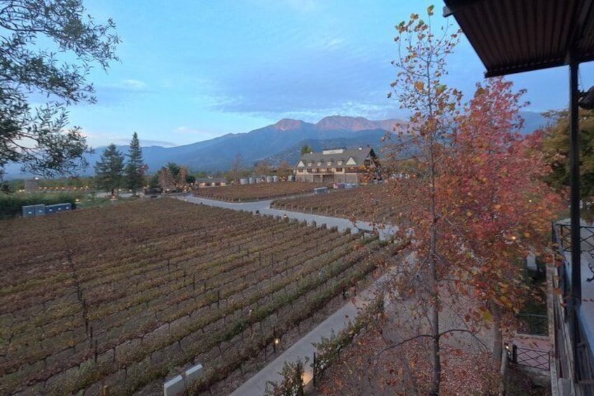 A vineyard with rows of grapevines, a building, and mountains in the background. 1