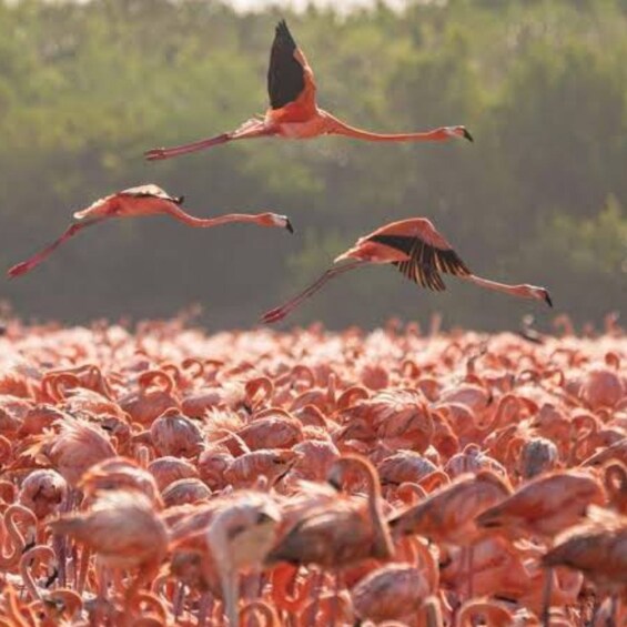 Flamingos in flight over a dense flock. 4