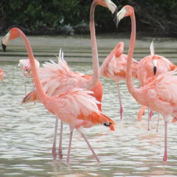 A group of pink flamingos standing in shallow water. 2
