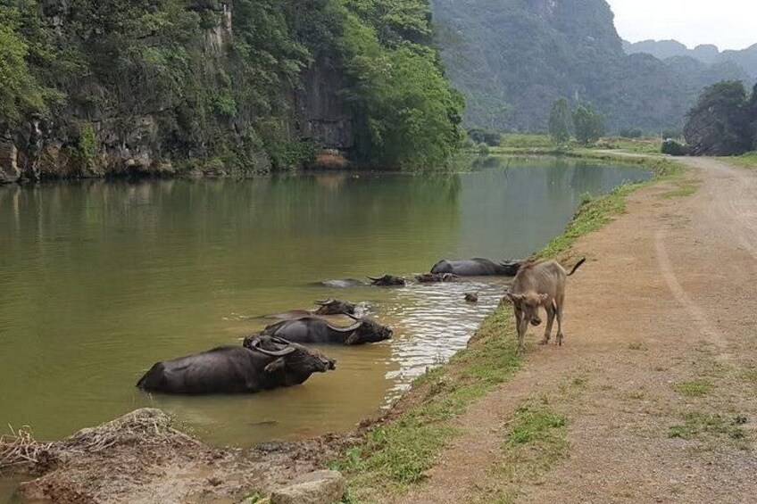 Ninh Binh Day Tour Hoa Lu Tam Coc and Mua Cave 5
