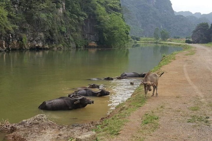 A river with buffaloes partially submerged, a dirt path, and lush greenery. 5