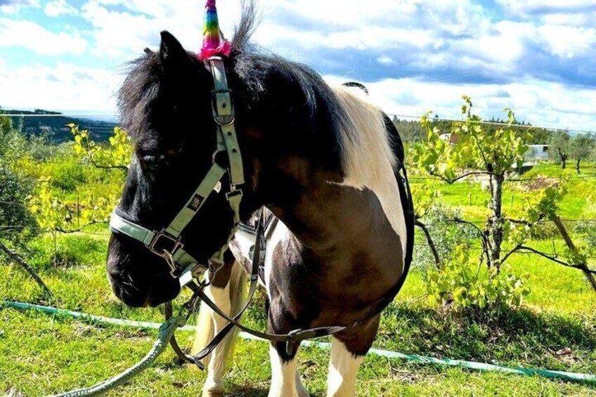 Horse Riding Tours in Central Portugal 2