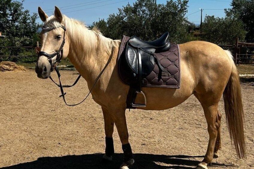 Horse Riding Tours in Central Portugal 5