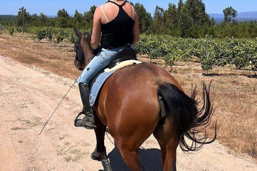 A person riding a horse on a dirt path with vineyards in the background. 2
