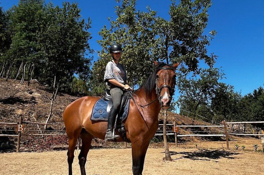 A person riding a horse in an outdoor arena with trees and a fence in the background. 4