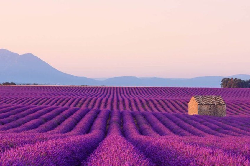 From Nice or Cannes Provence Lavender Fields and Verdon Tour 1