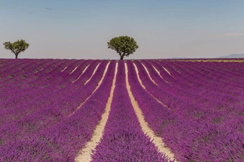 From Nice or Cannes Provence Lavender Fields and Verdon Tour 3