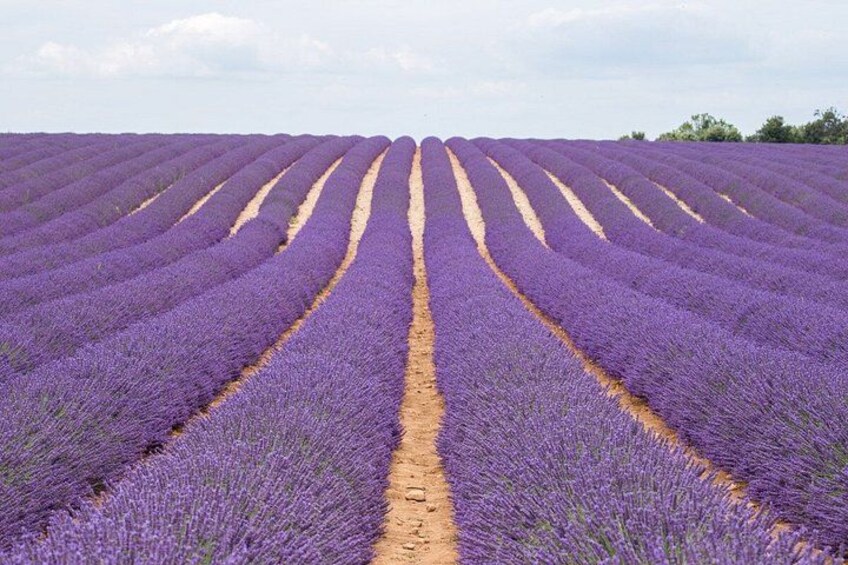A lavender field with rows of purple flowers. 2