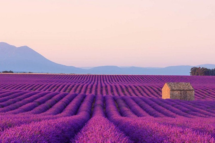 A lavender field with a small house in the distance. 1