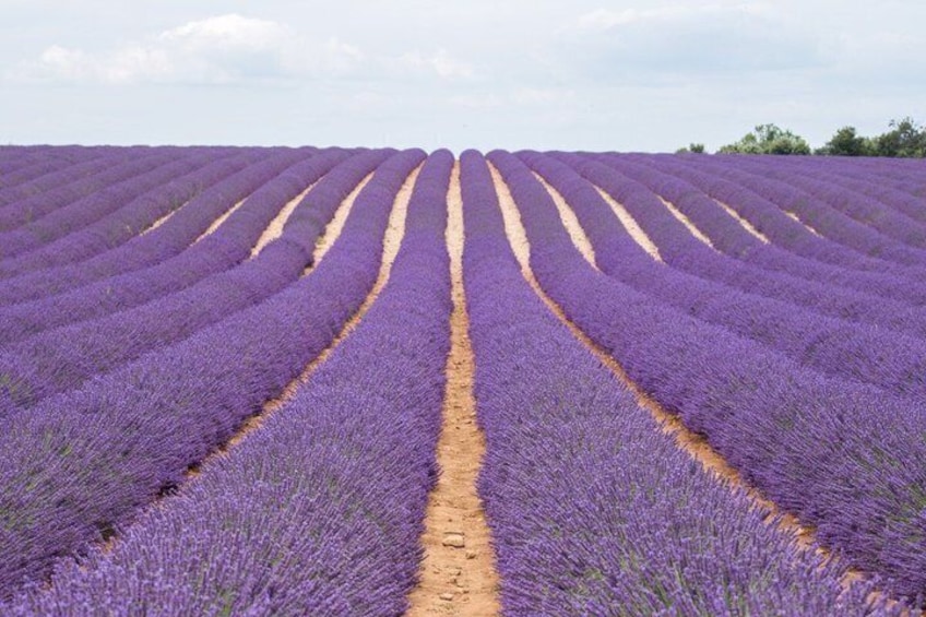 From Nice or Cannes Provence Lavender Fields and Verdon Tour 2