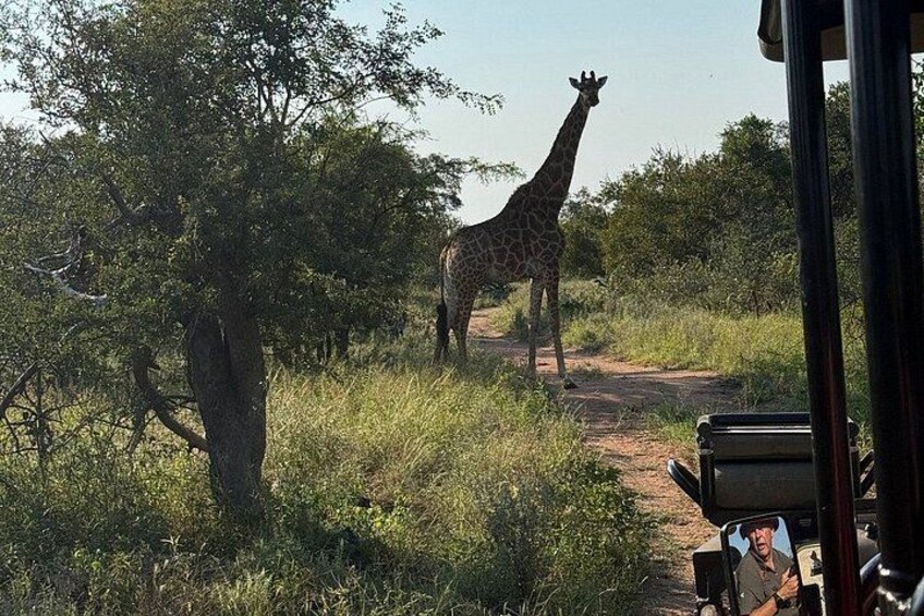 A giraffe standing on a dirt path with trees and grass around. 2