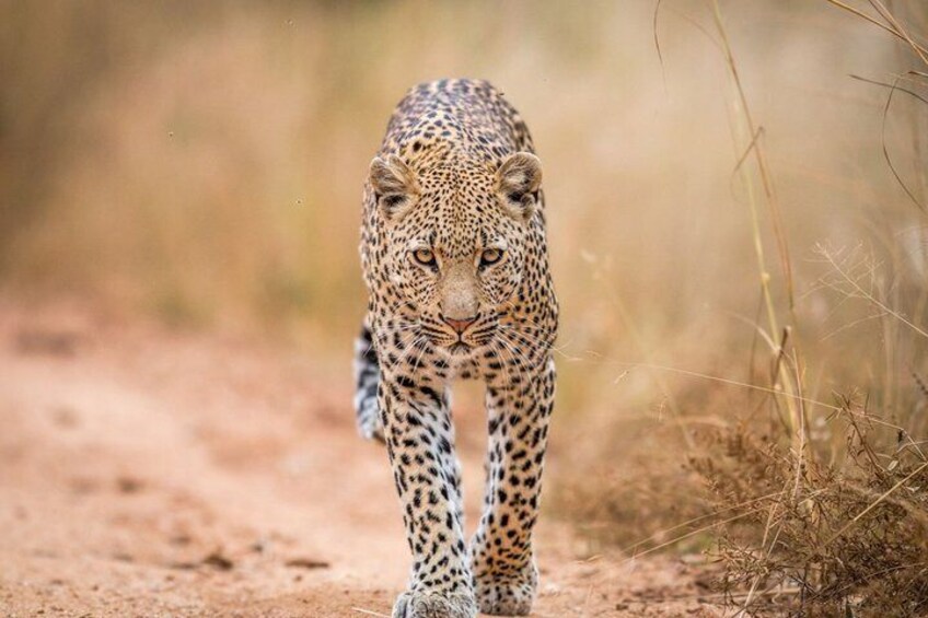 A leopard walking on a dirt path surrounded by dry grass. 4